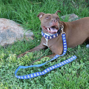 Real Madrid lesă Medium